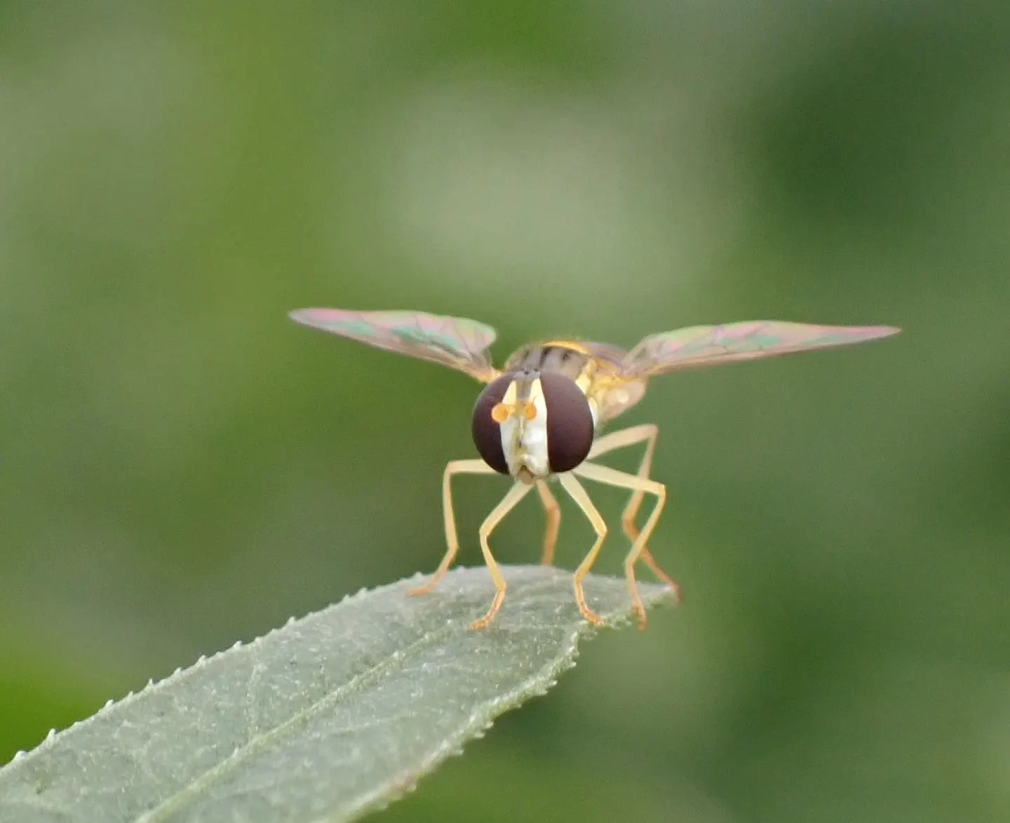 ホソヒメヒラタアブの写真