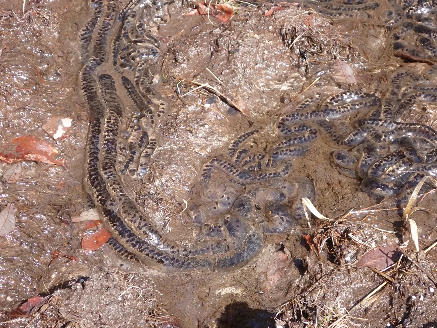 アズマヒキガエルの写真