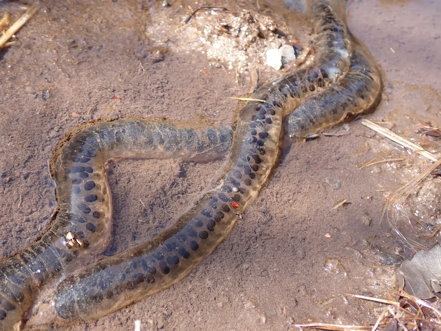 アズマヒキガエルの写真