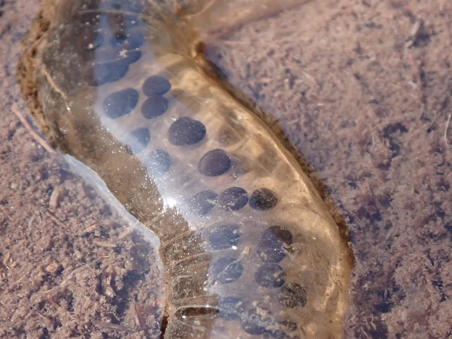 アズマヒキガエルの写真