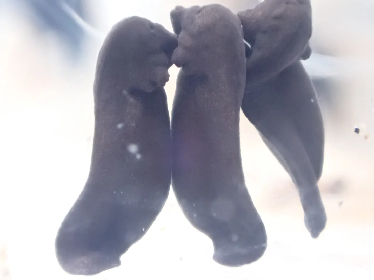アズマヒキガエルの写真