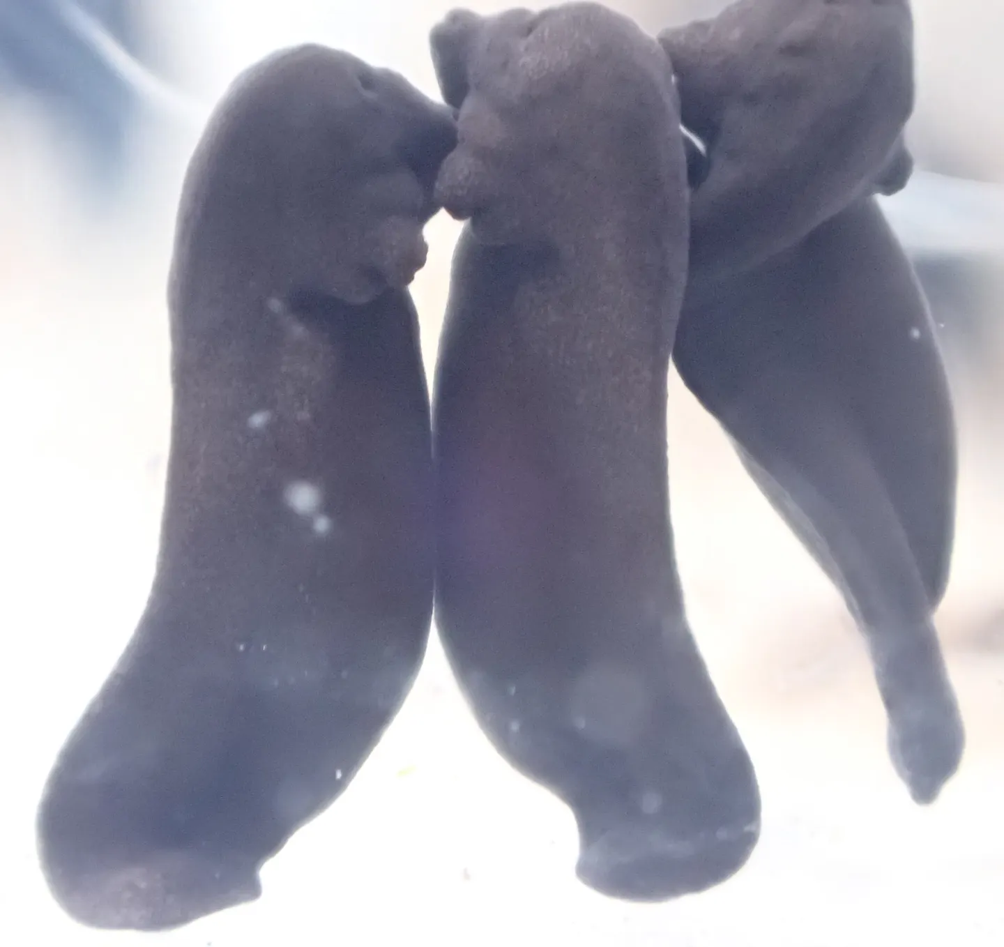 ヒキガエルの写真