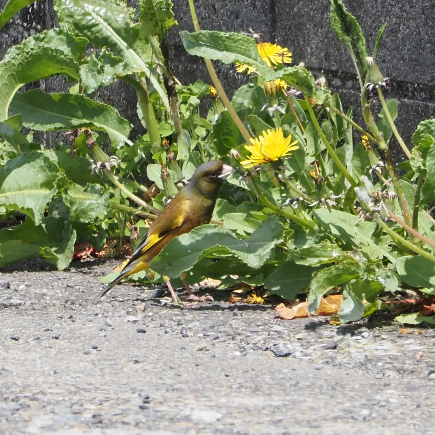 カワラヒワの写真