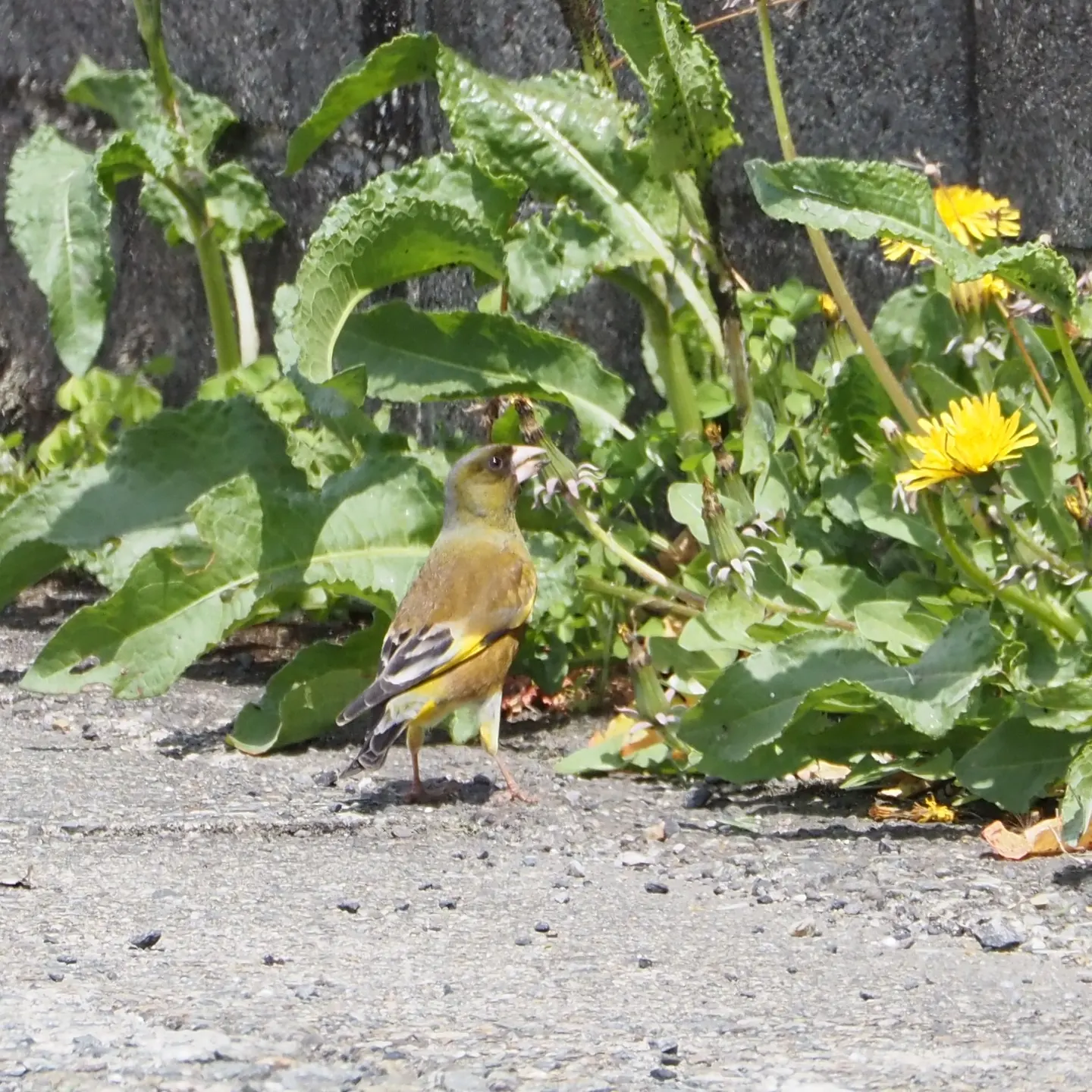 カワラヒワの写真