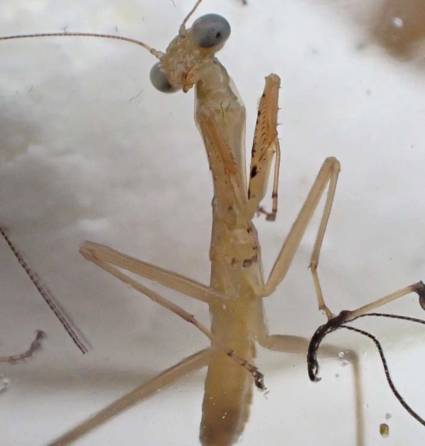ムネアカハラビロカマキリの写真