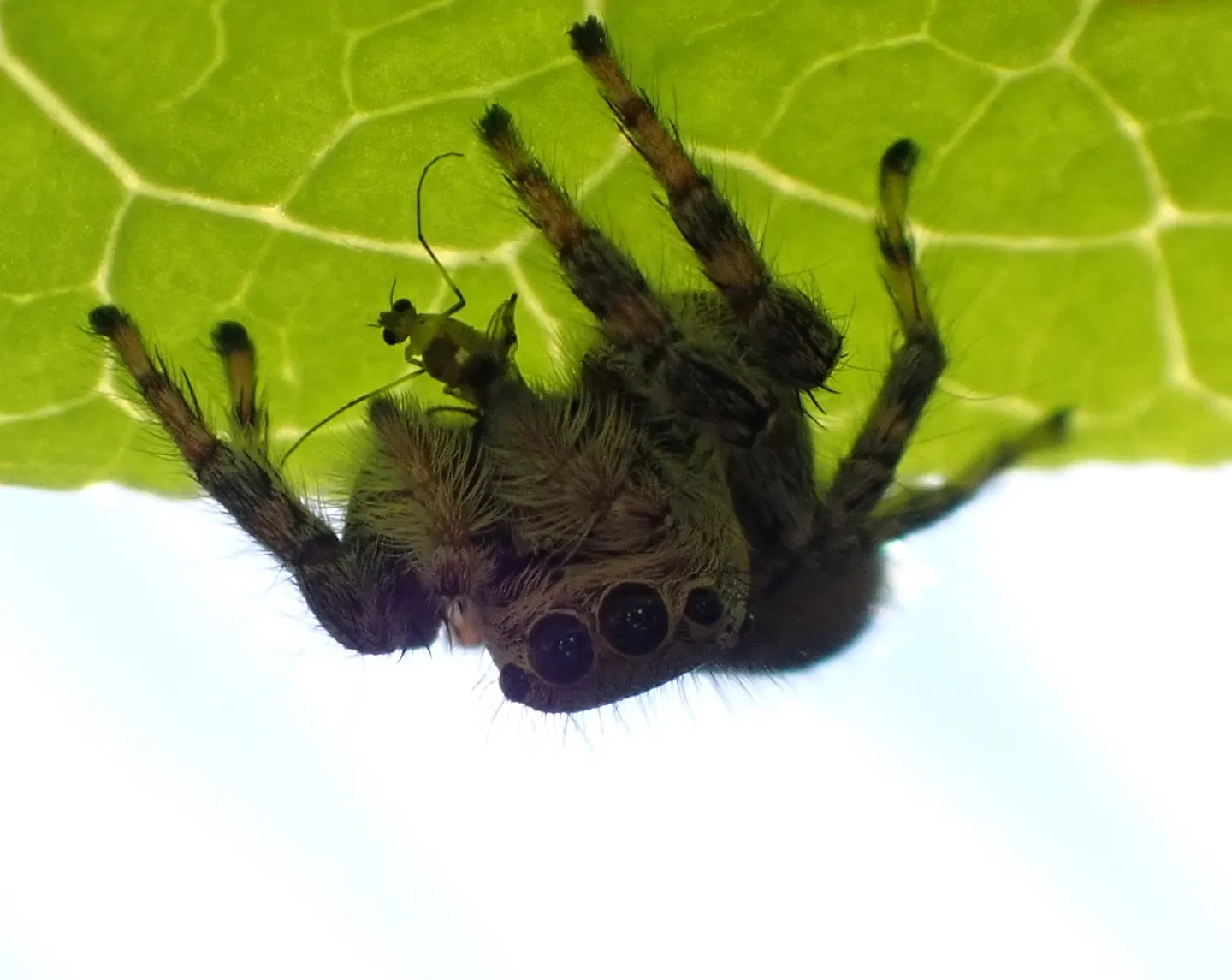ネコハエトリの写真