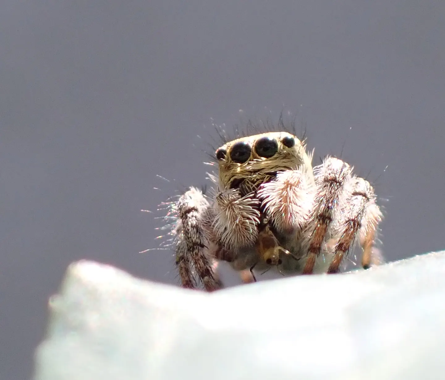 ネコハエトリの写真