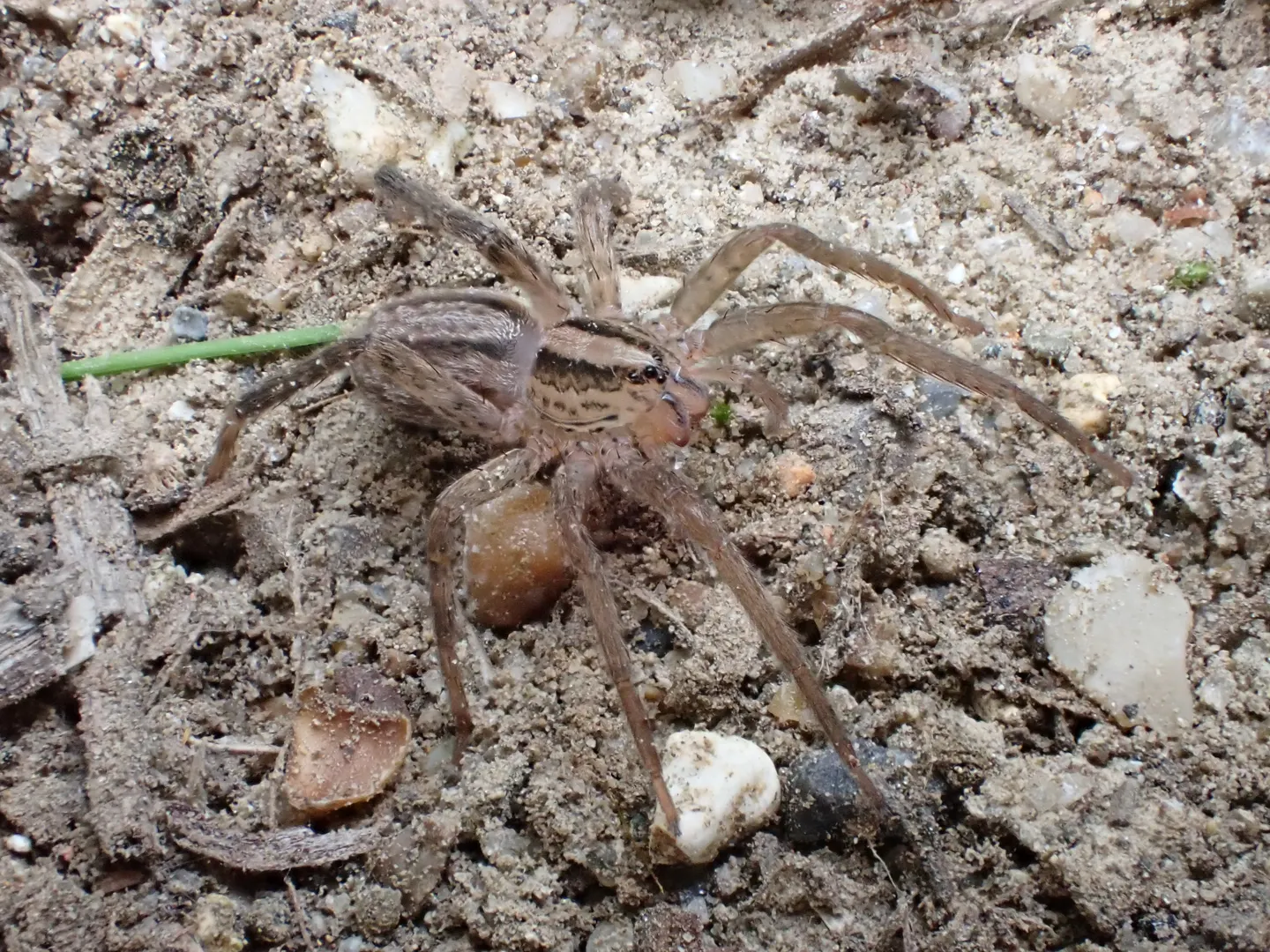 ウヅキコモリグモの写真