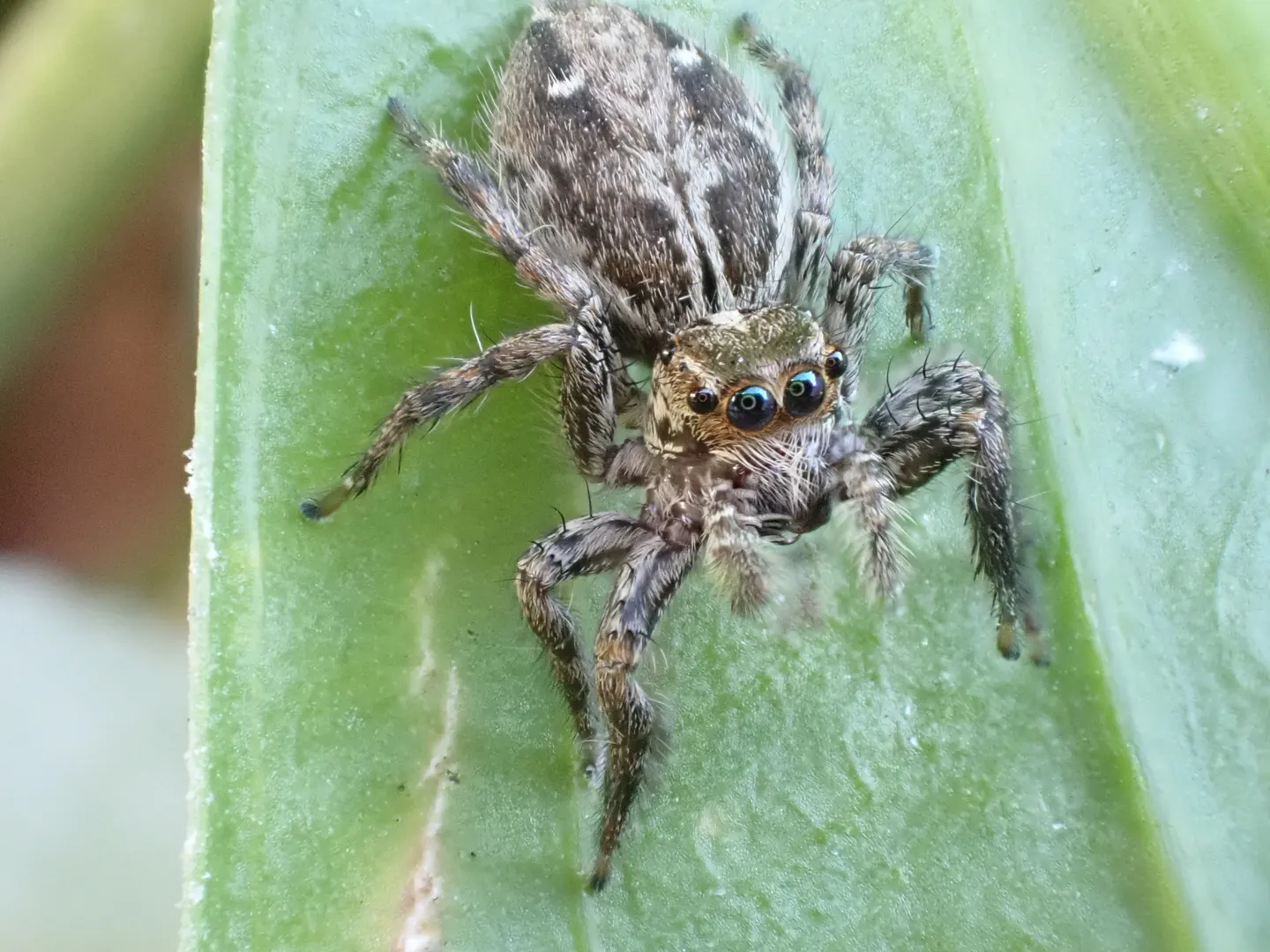 チャスジハエトリの写真