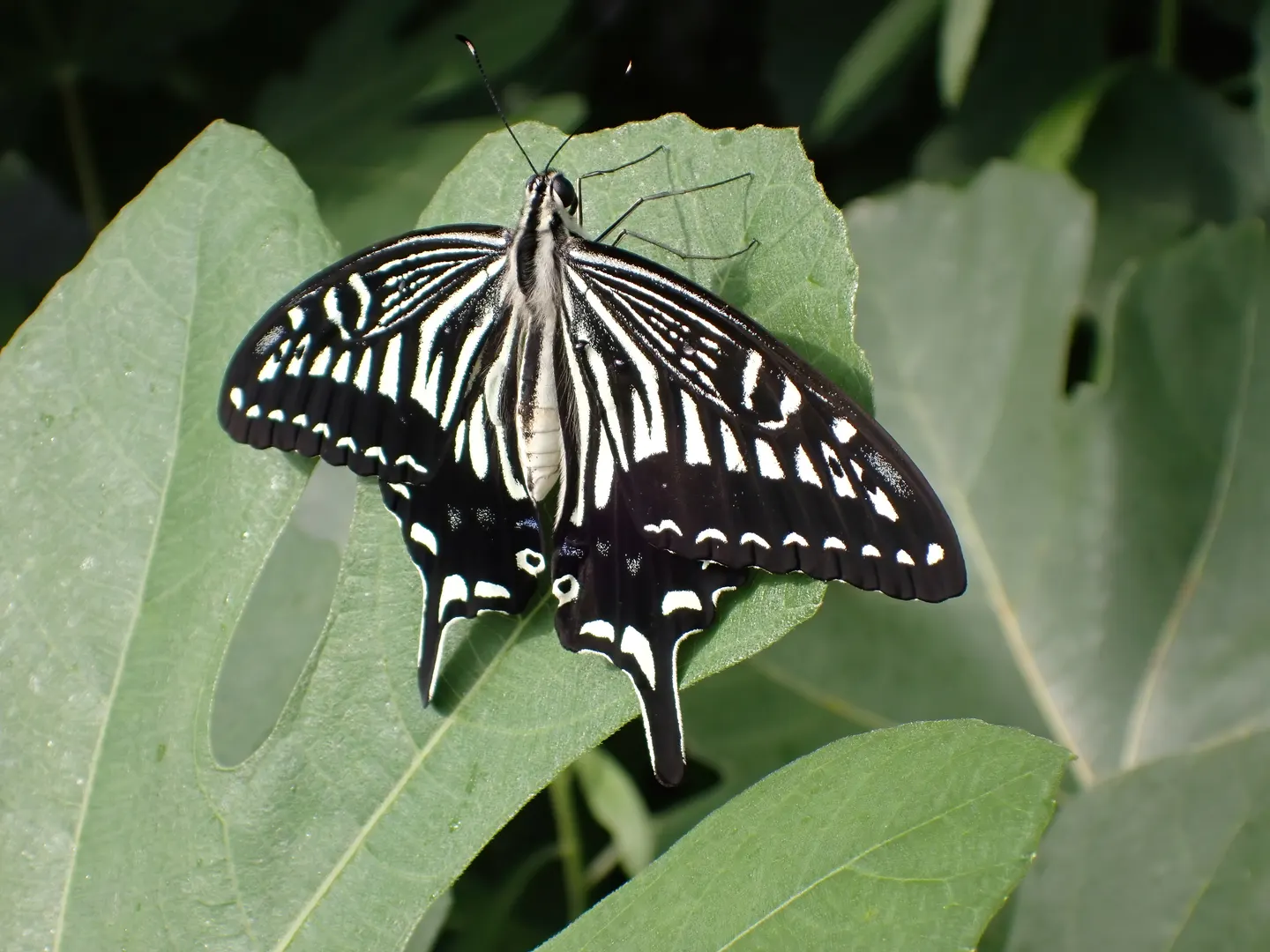 ナミアゲハの写真