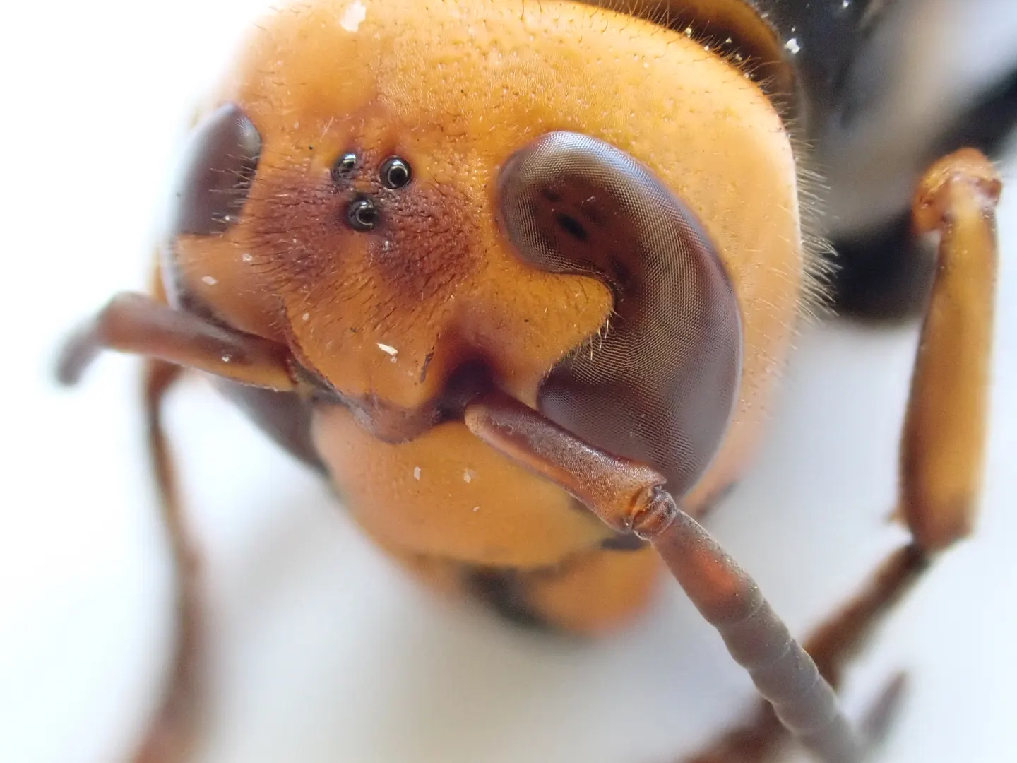 コガタスズメバチの写真
