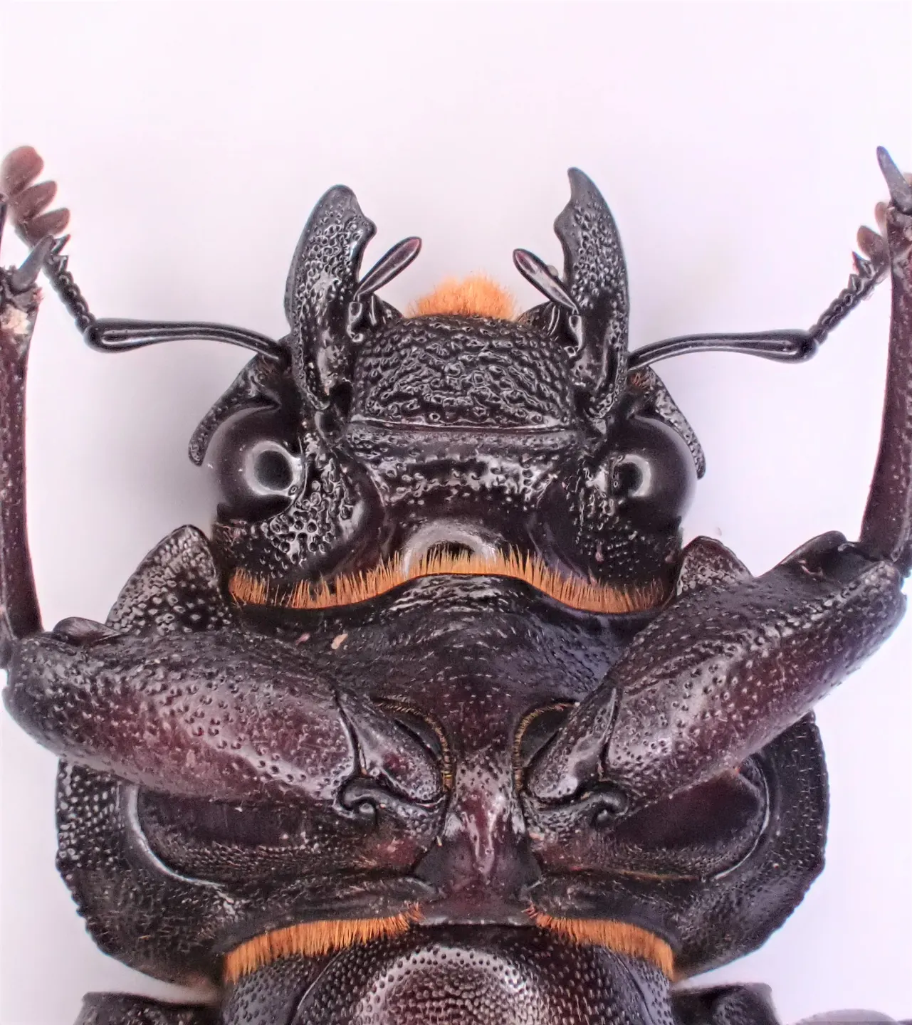 ノコギリクワガタの写真