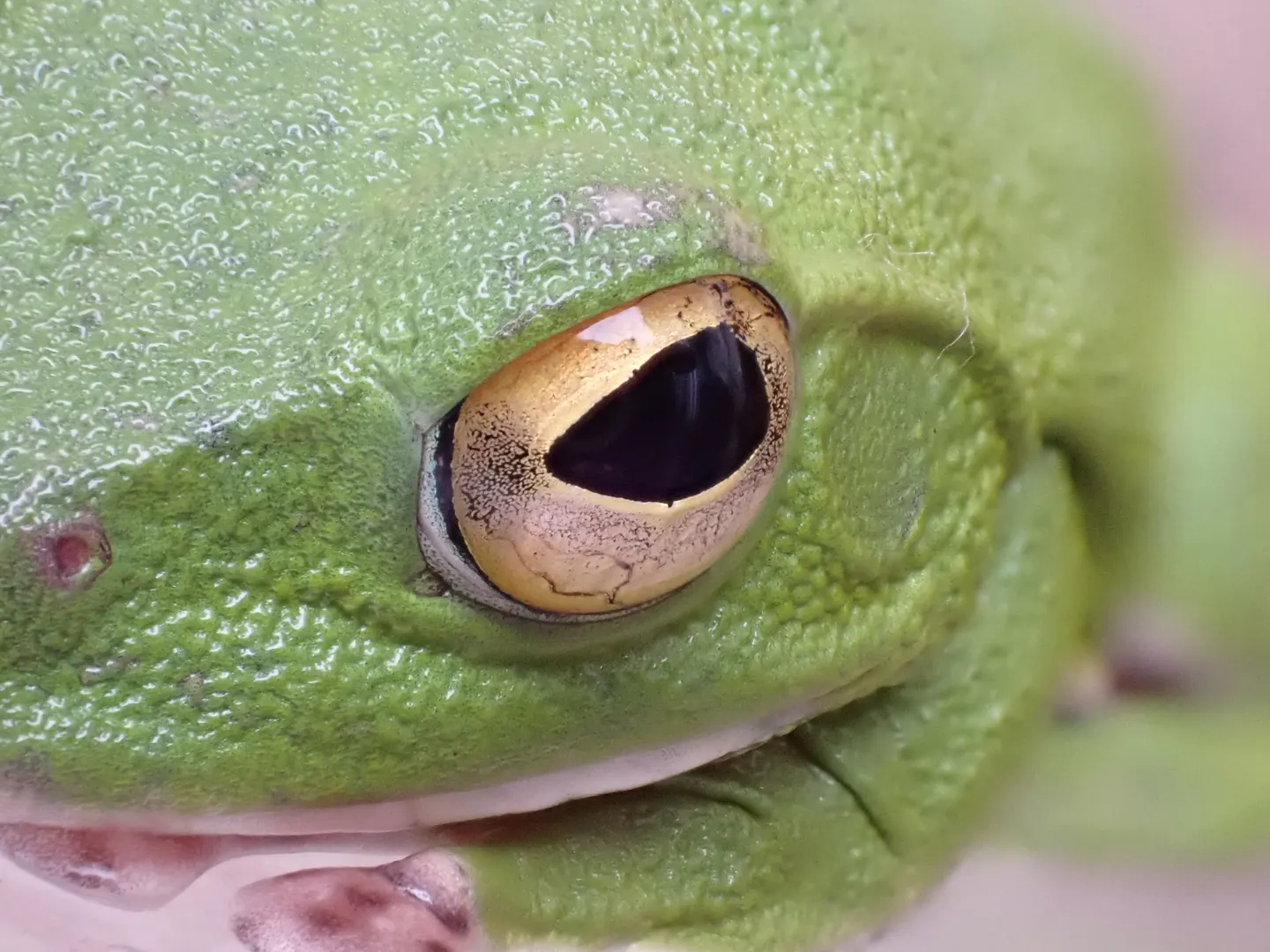 シュレーゲルアオガエルの写真