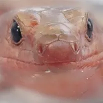 ニホントカゲの写真