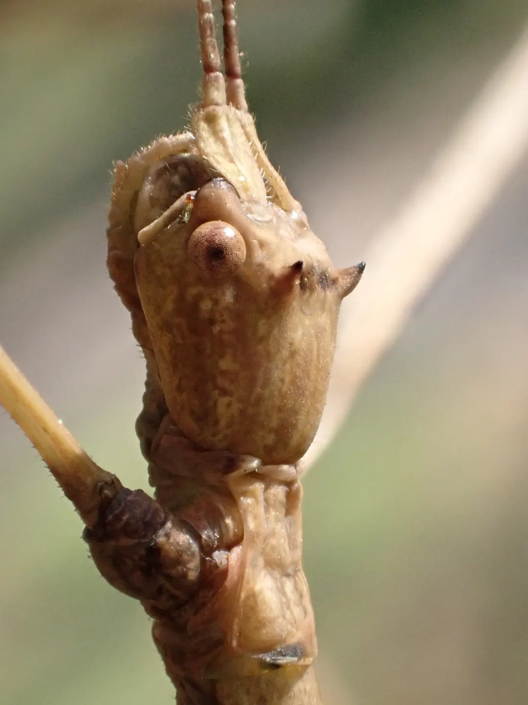 ナナフシモドキの写真