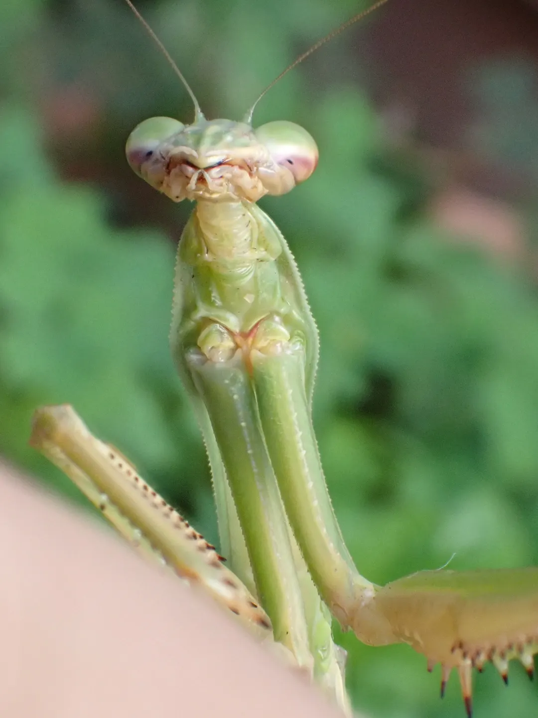 チョウセンカマキリの写真