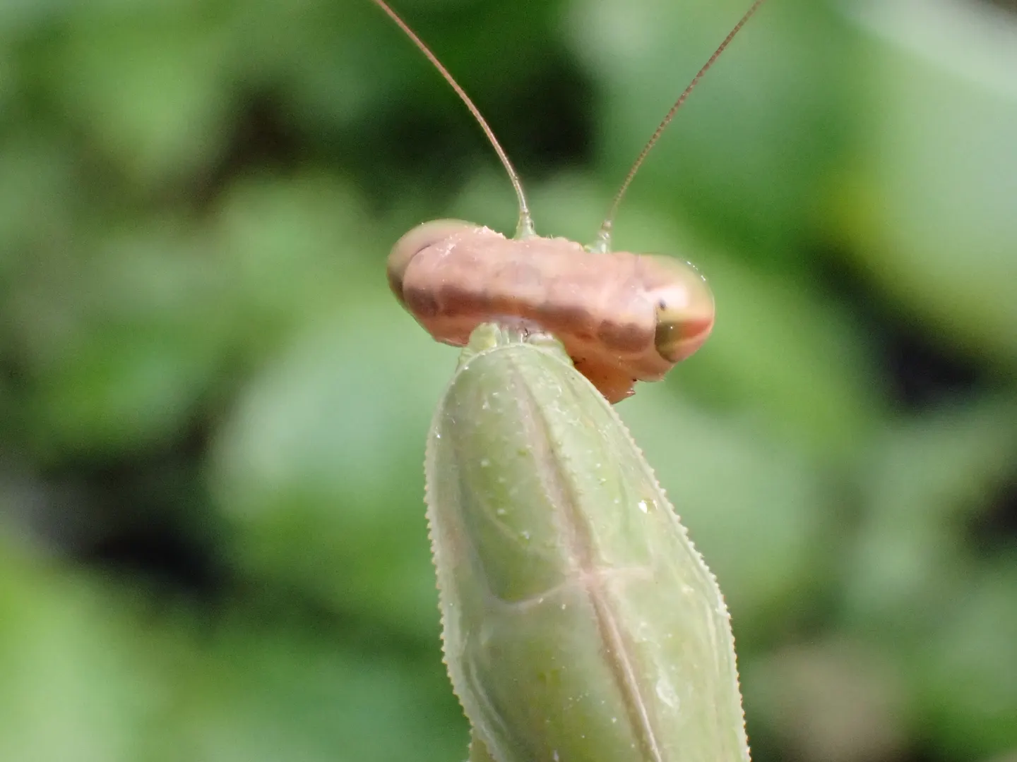 チョウセンカマキリの写真
