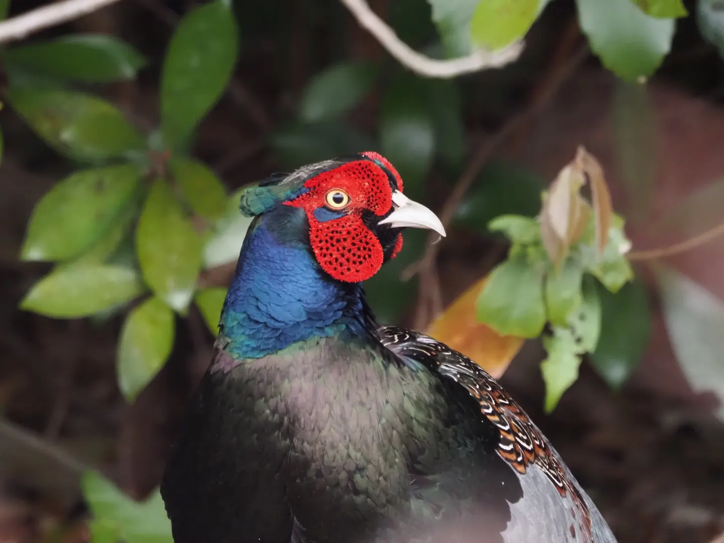 キジの写真