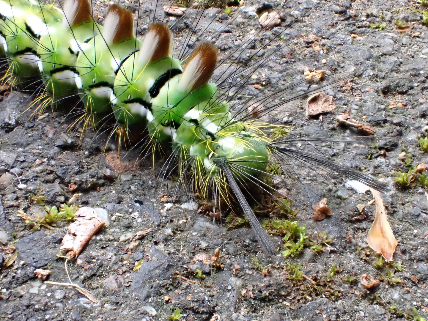 スギドクガの写真