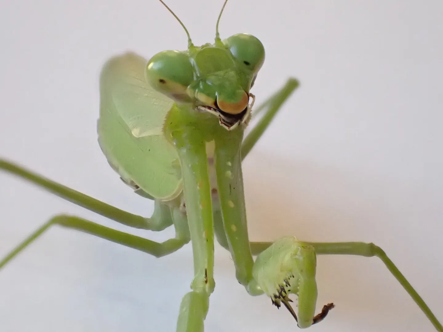 ハラビロカマキリの写真