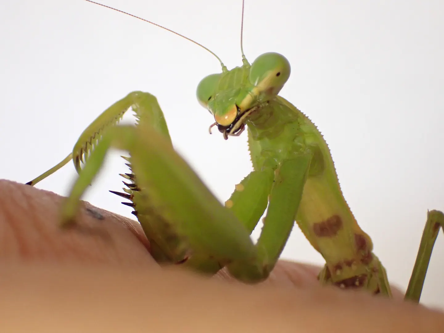 ハラビロカマキリの写真