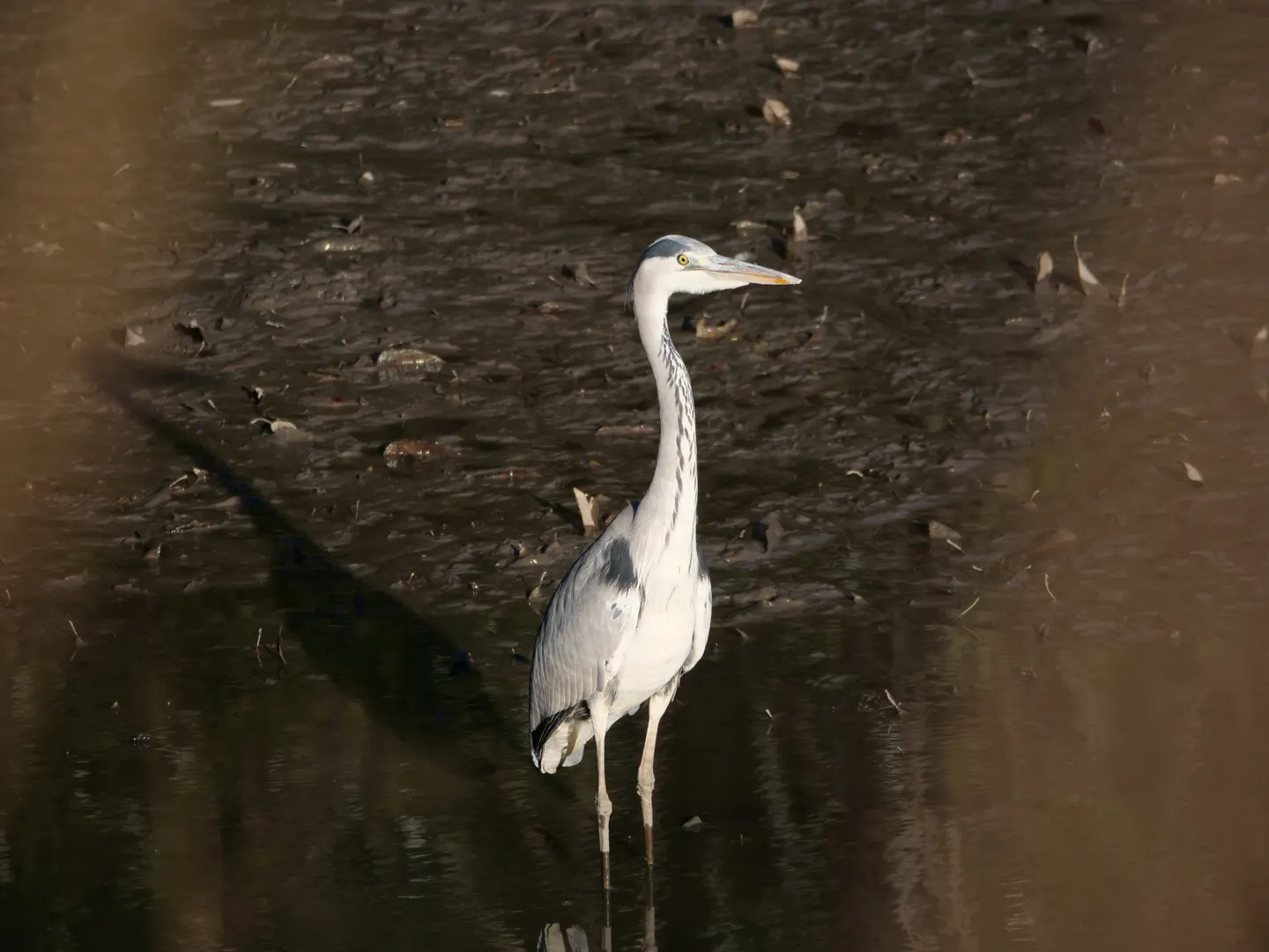 アオサギの写真