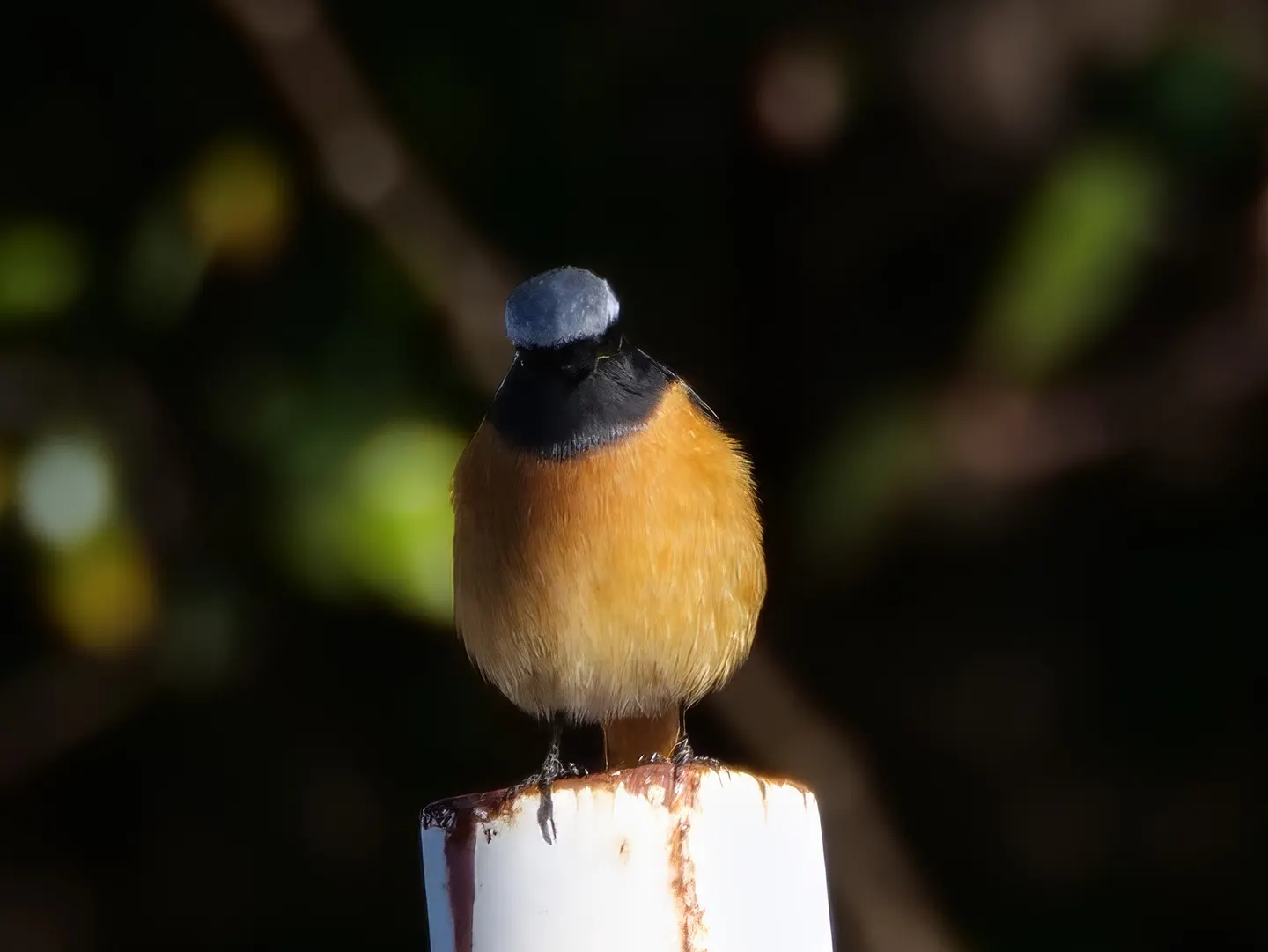ジョウビタキの写真
