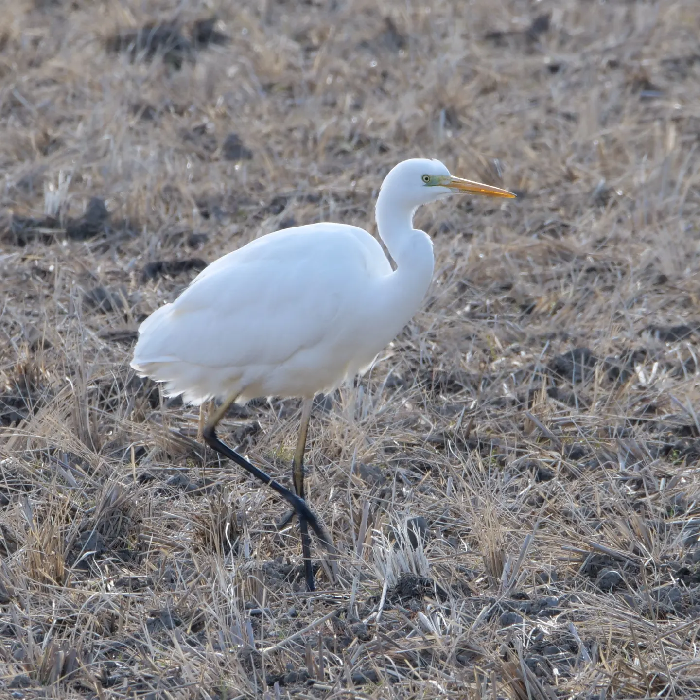 ダイサギの写真