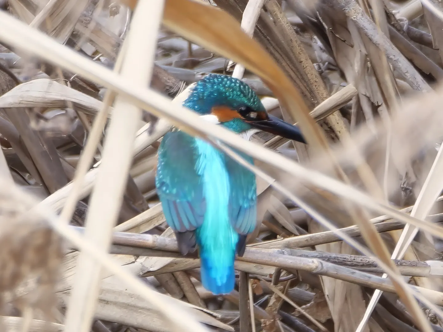 カワセミの写真