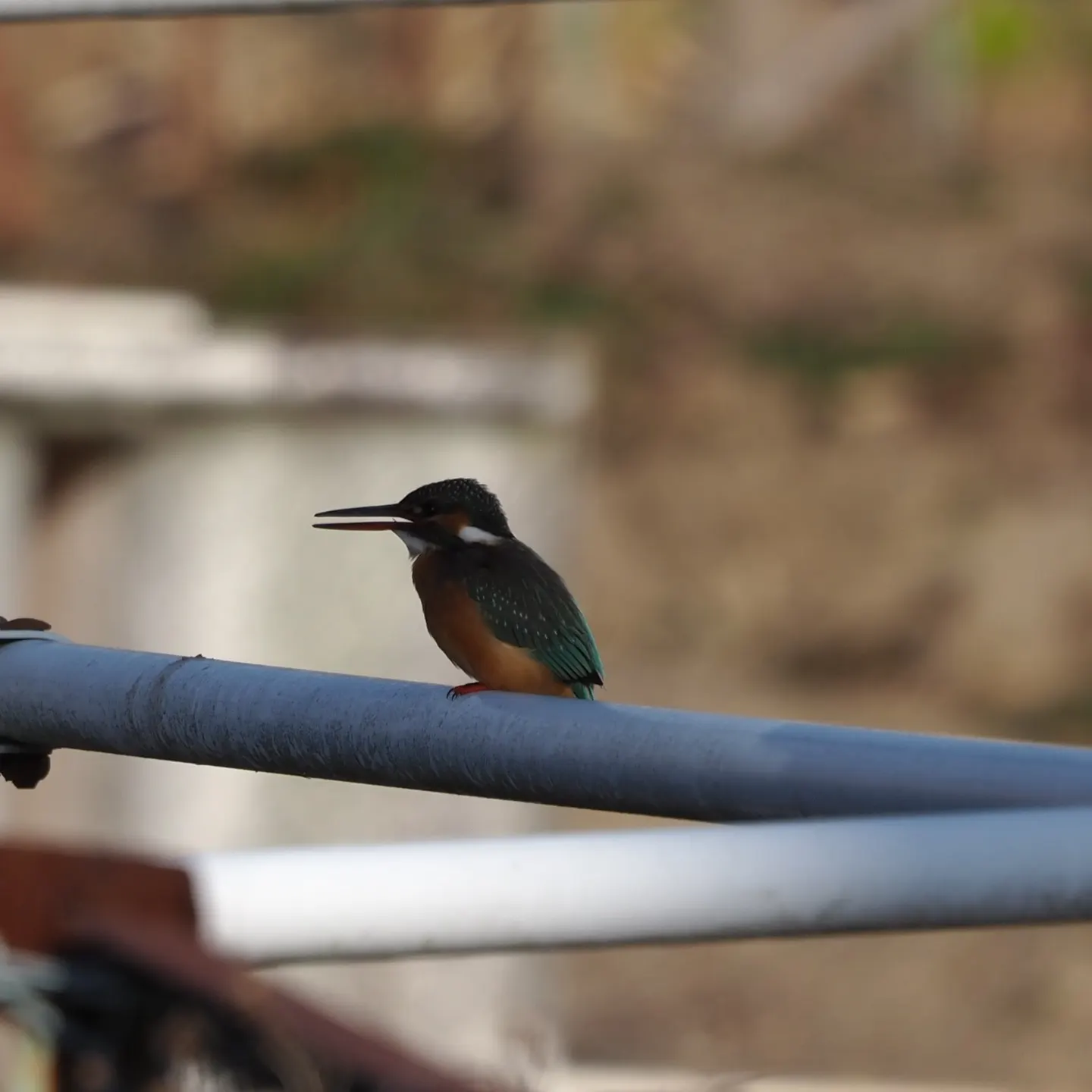 カワセミの写真