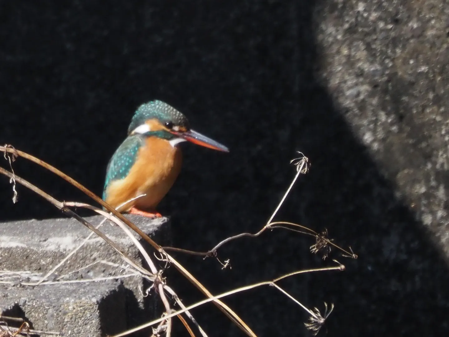 カワセミの写真