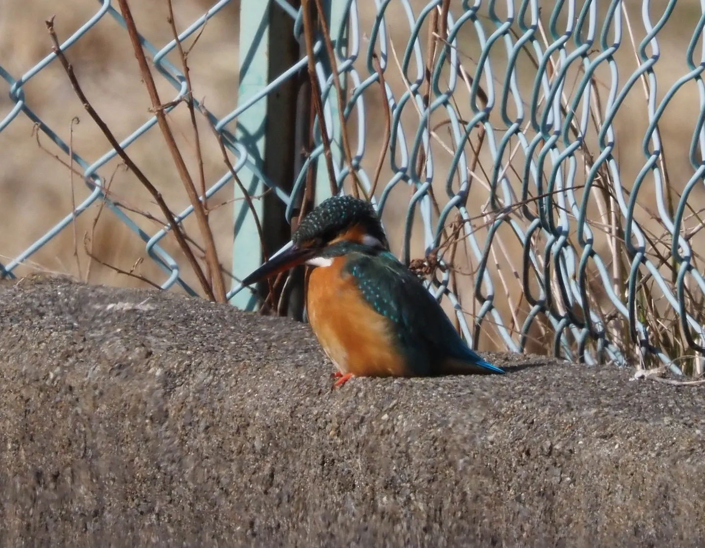 カワセミの写真