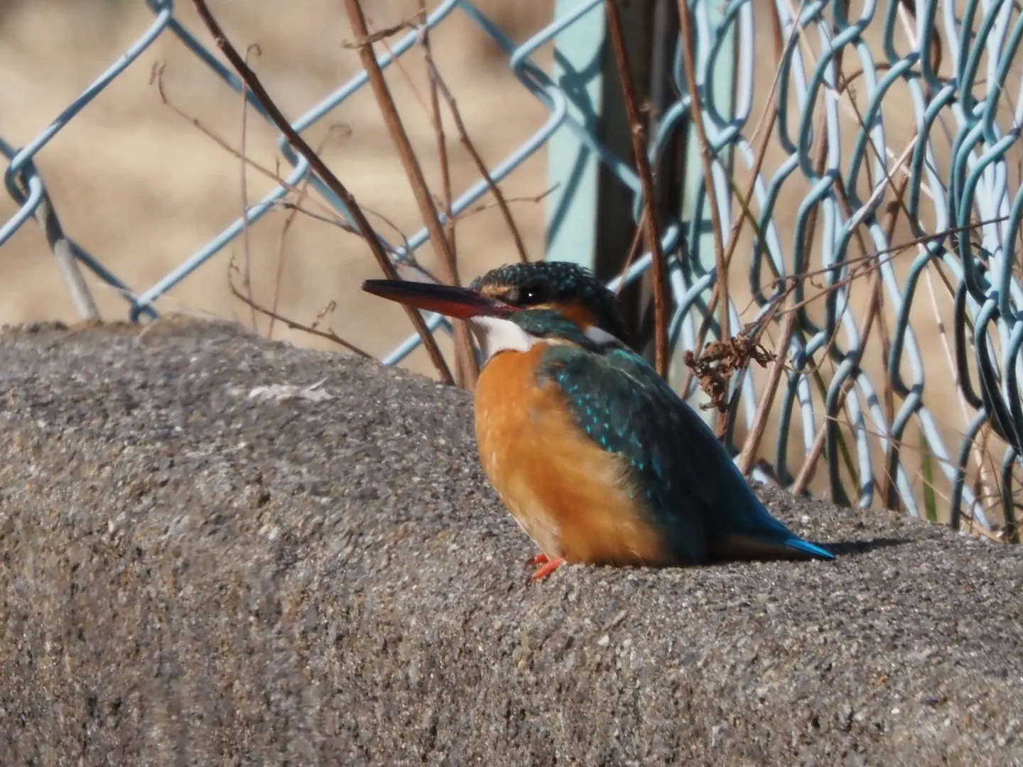 カワセミの写真