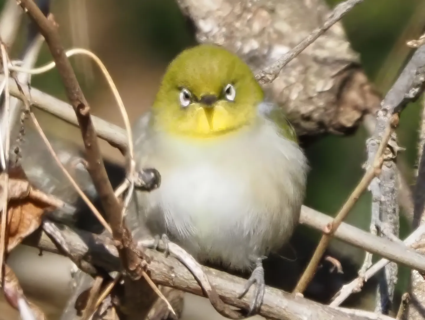 メジロの写真