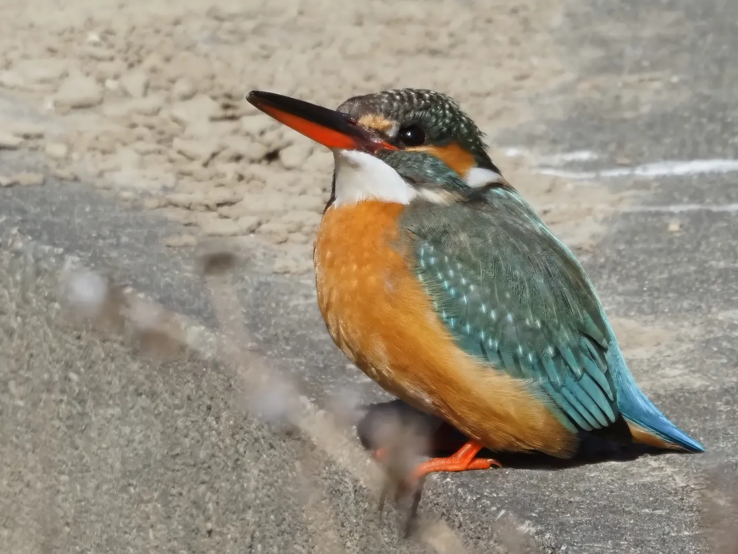 カワセミの写真