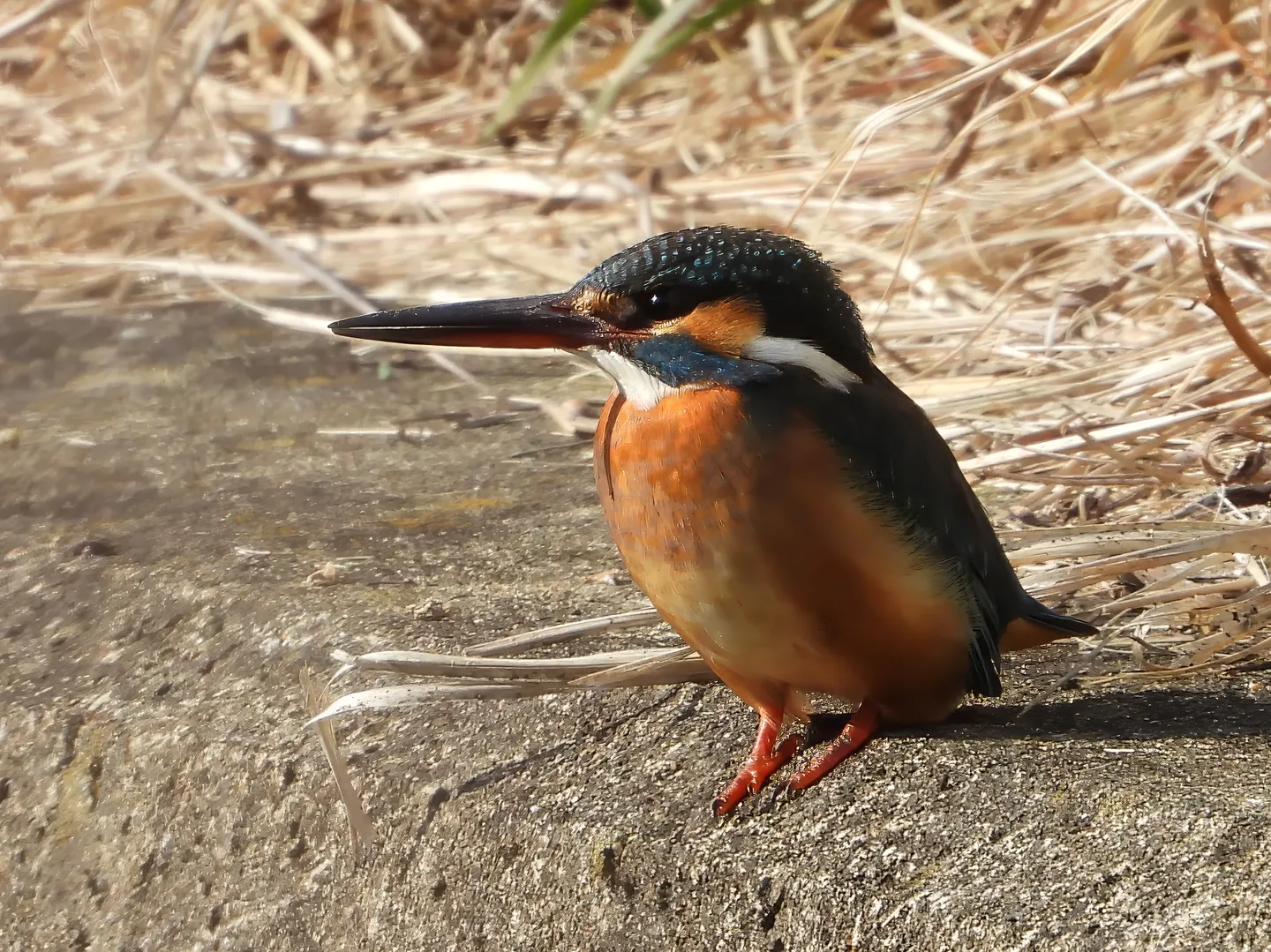 カワセミの写真