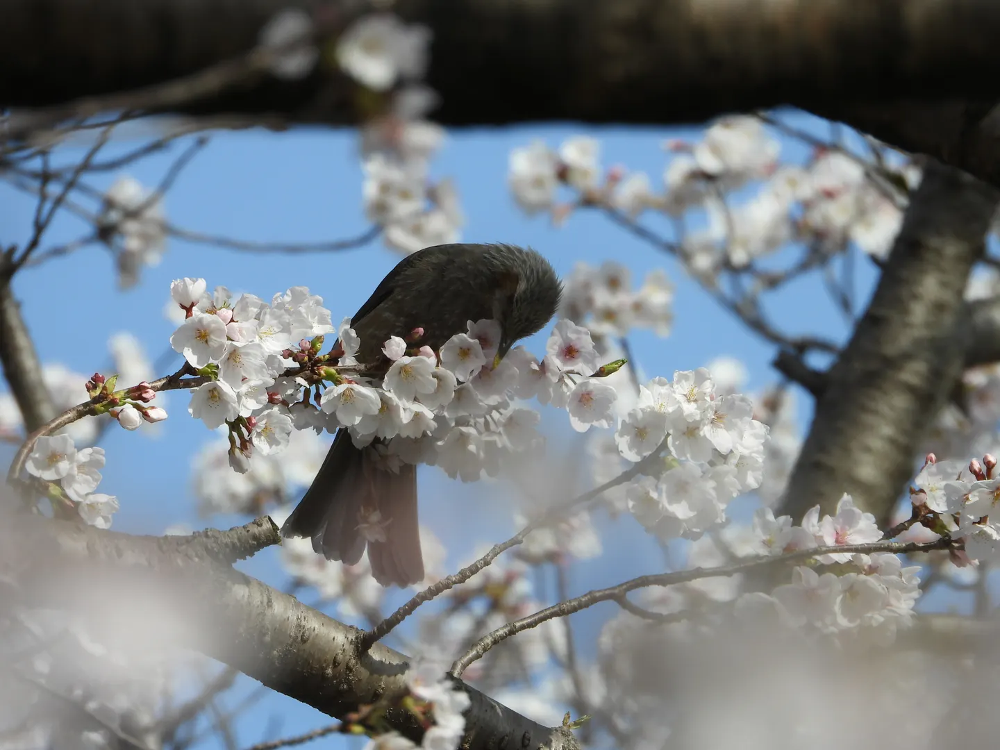 ヒヨドリの写真