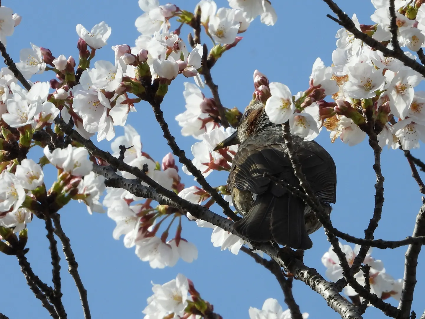 ヒヨドリの写真