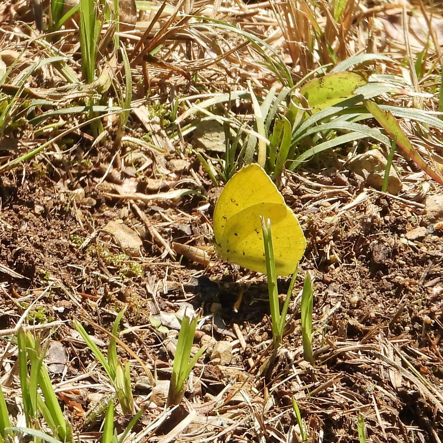 キタキチョウの写真