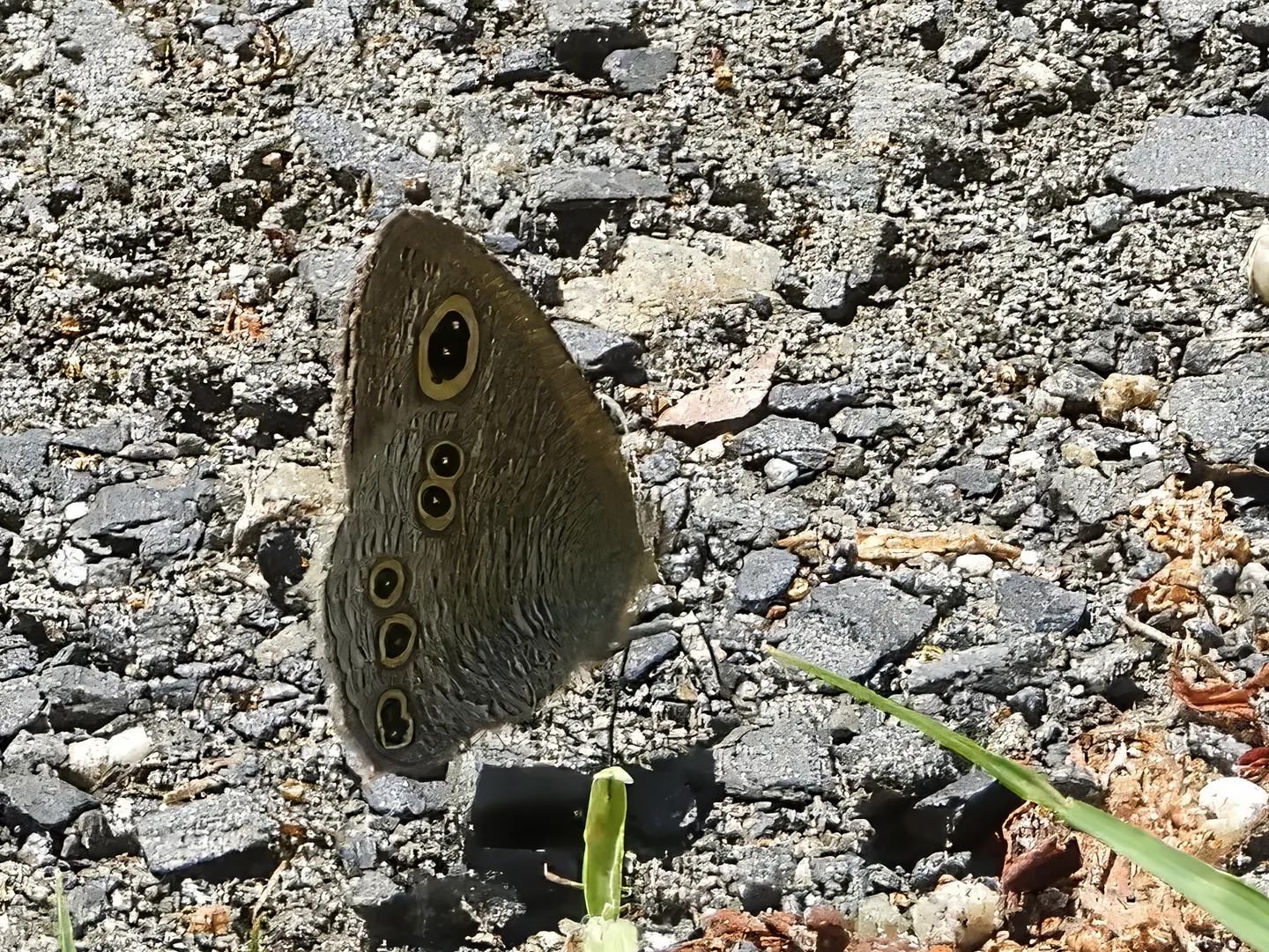ヒメウラナミジャノメの写真