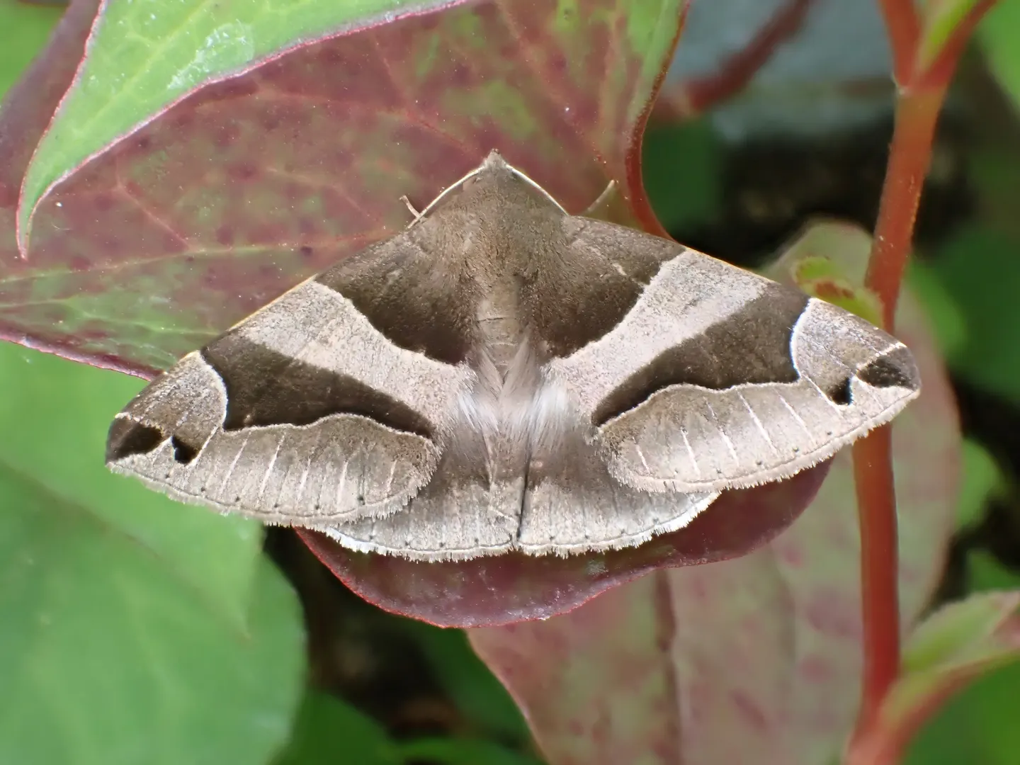 アシブトクチバの写真
