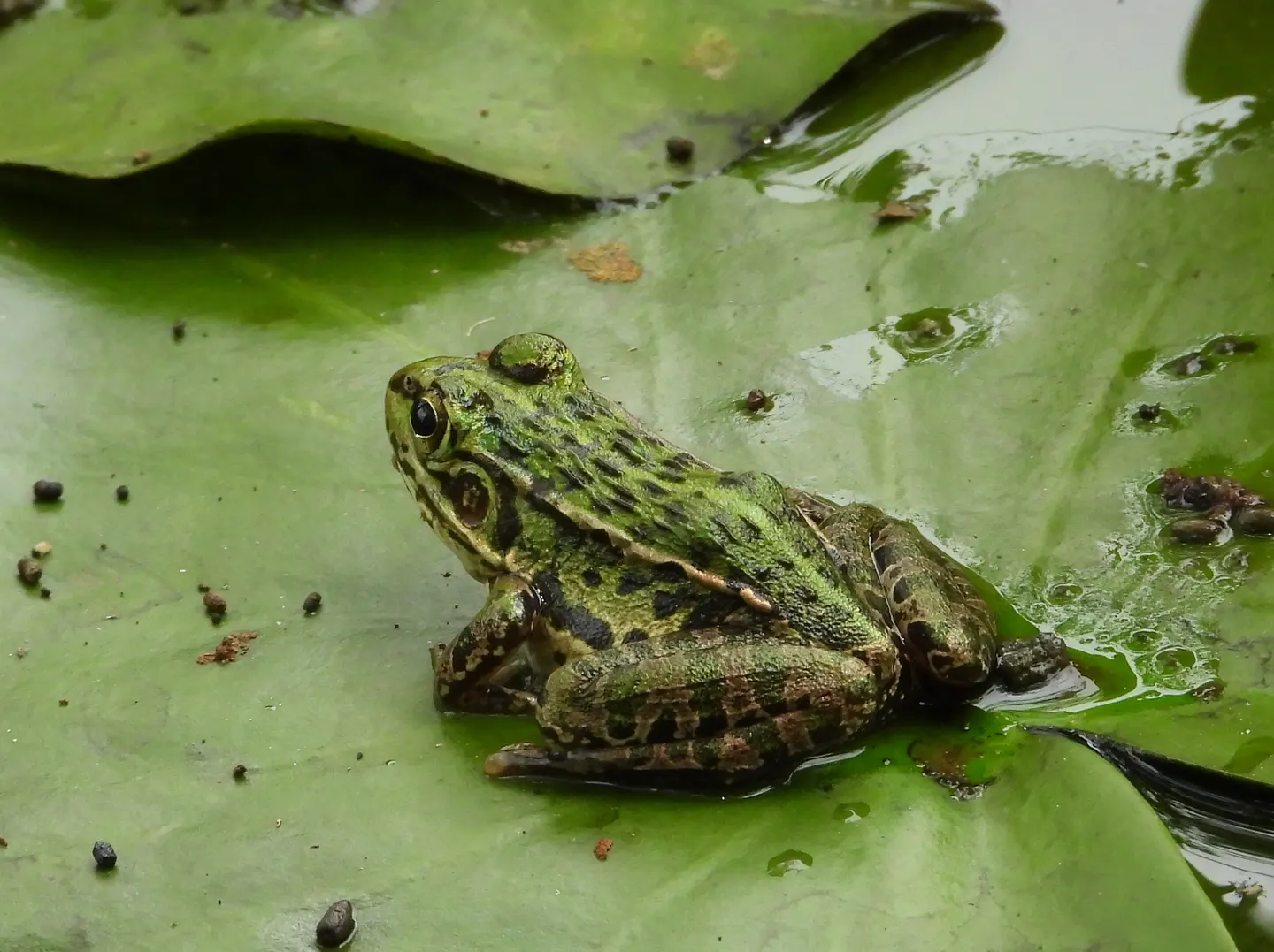 トノサマガエルの写真