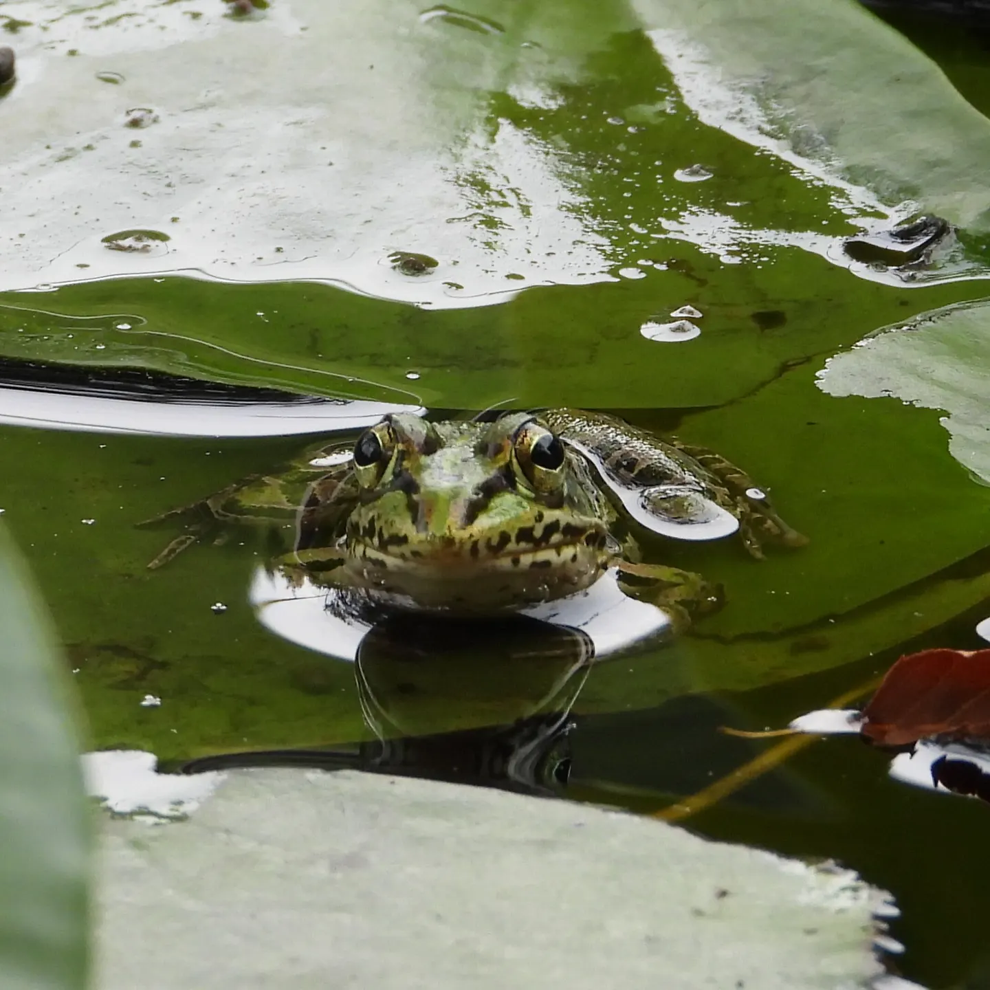 トノサマガエルの写真