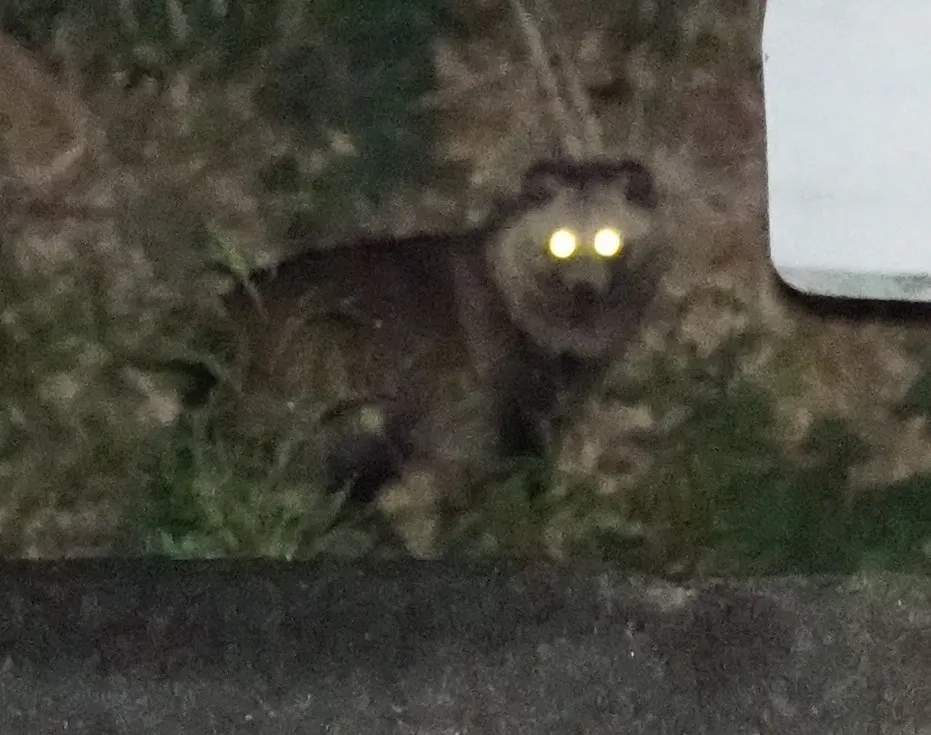 タヌキの写真