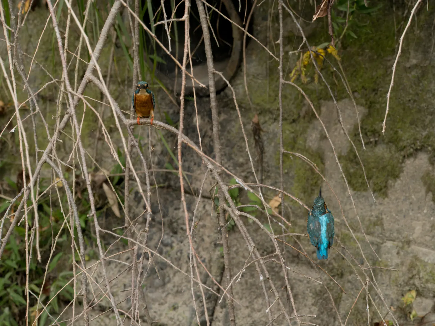 カワセミの写真