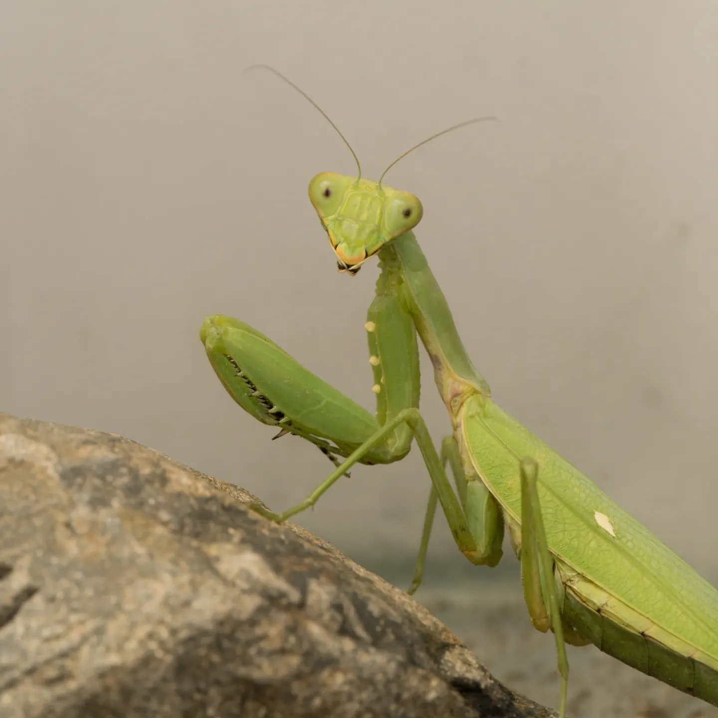 ハラビロカマキリの写真