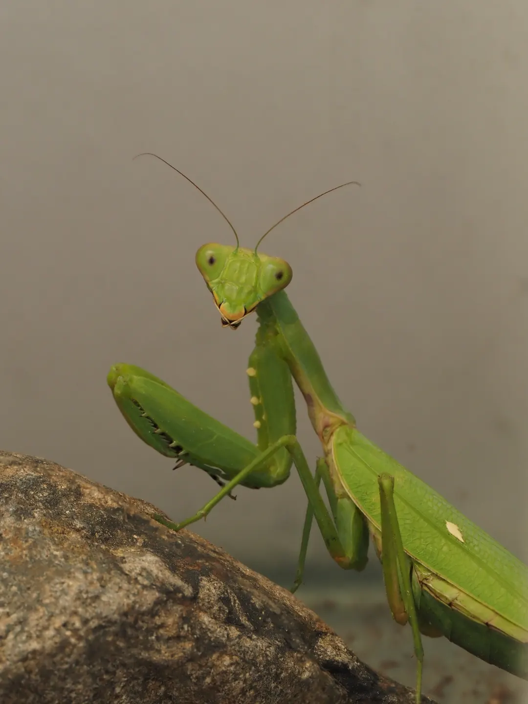 ハラビロカマキリの写真