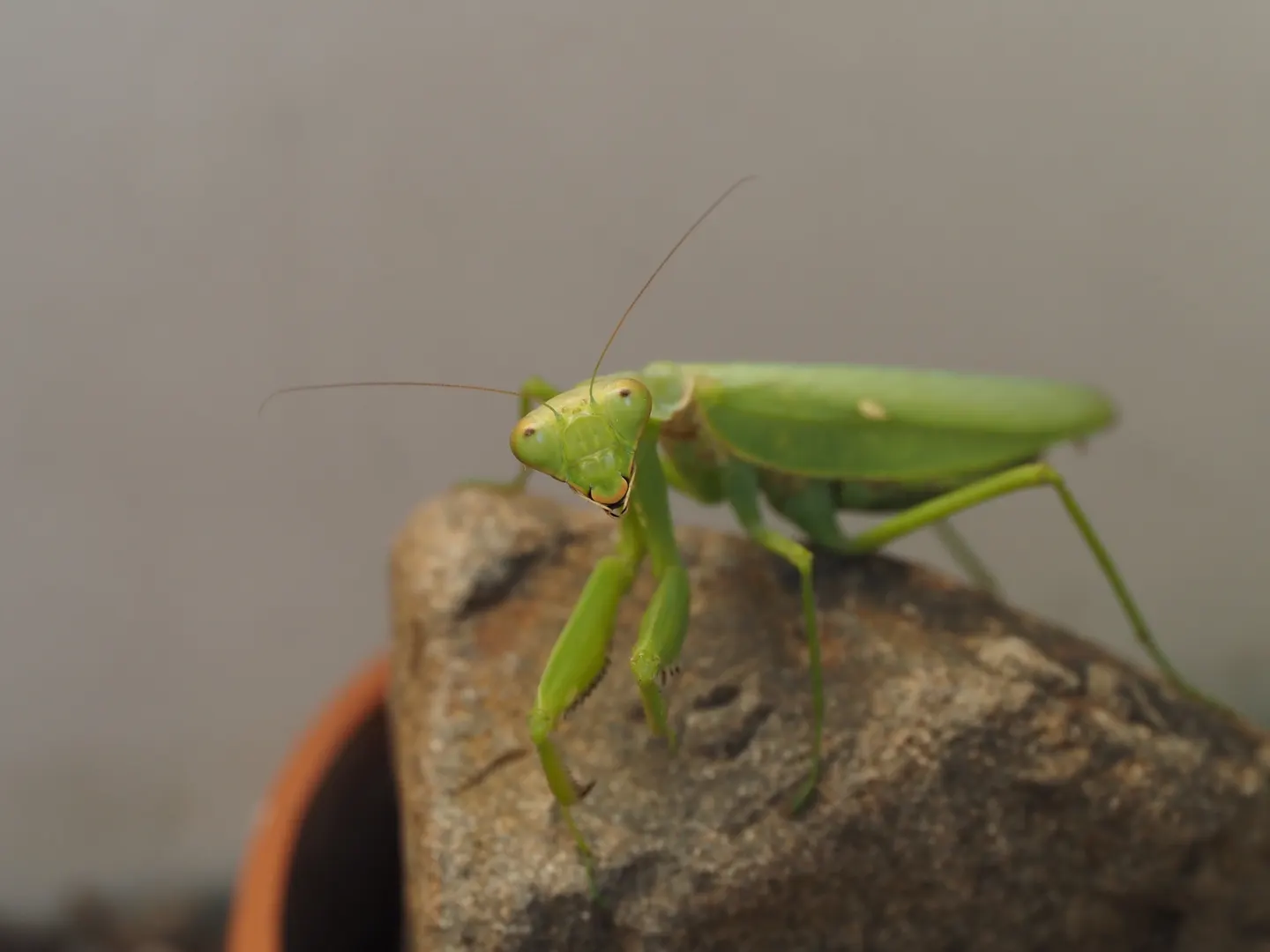 ハラビロカマキリの写真
