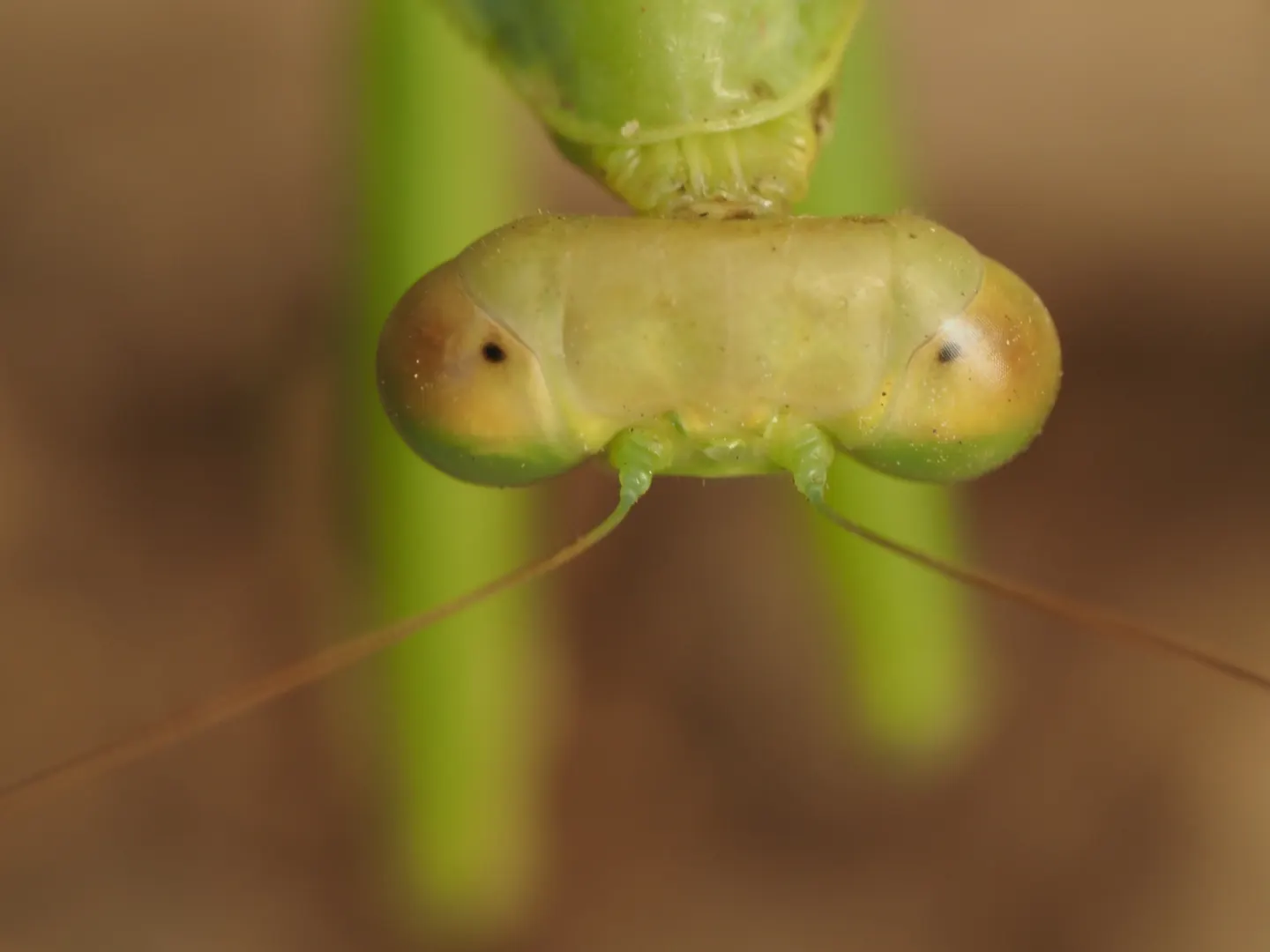 ハラビロカマキリの写真