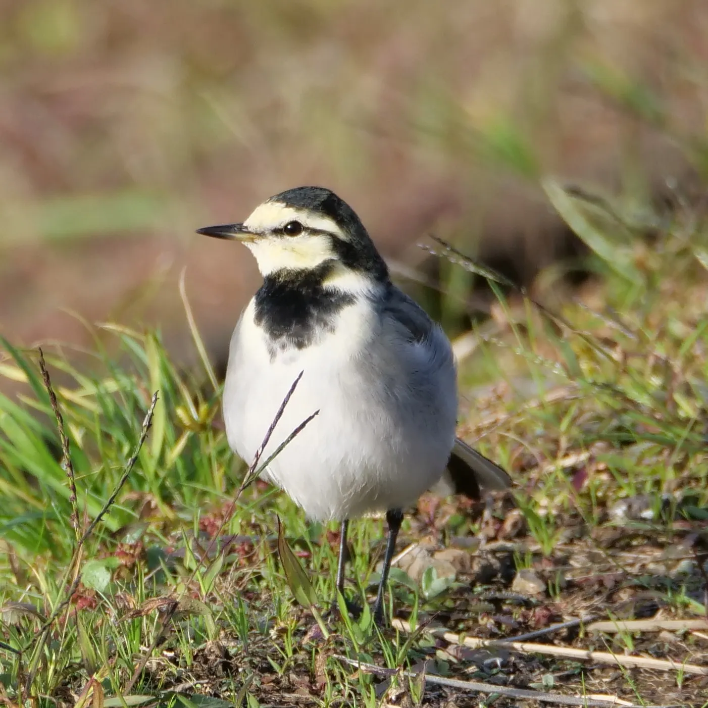 ハクセキレイの写真